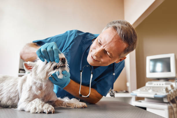 Best After-Hours Emergency Dentist in East Grand Rapids, MI